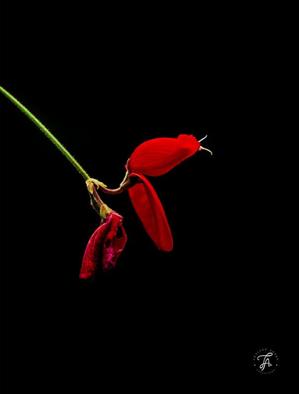 MIMULUS