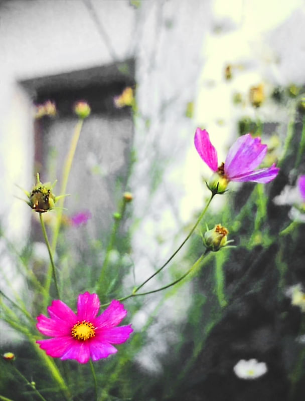 FLORES ELF