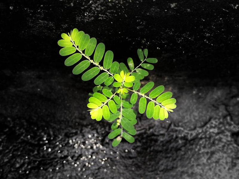 A PLANTA DESTACADA