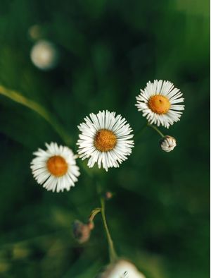SIMPLE FLOWERS