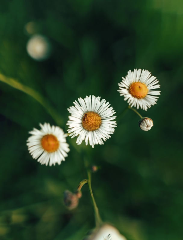 SIMPLE FLOWERS