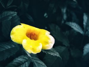 A FLOR AMARELA COM FOLHAS VERDES