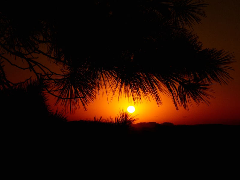 SOL ENTRE PINHEIROS