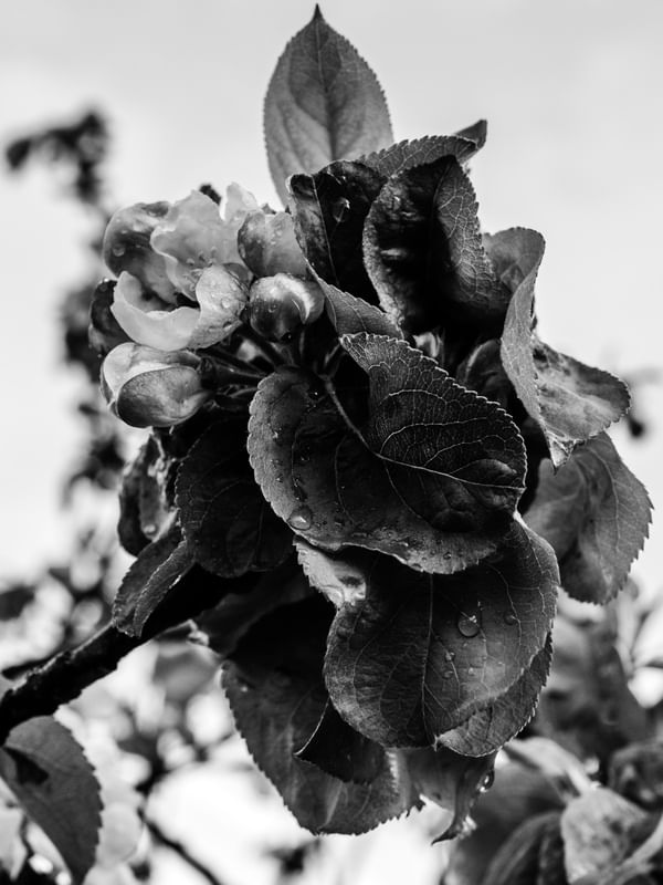 ENTRE PLANTAS #6