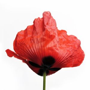 POPPY RED