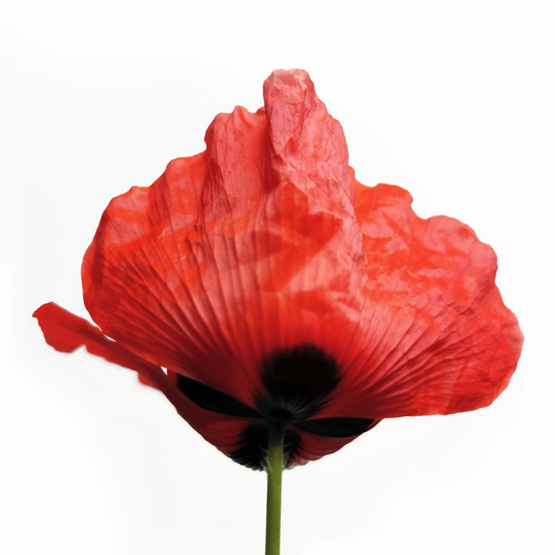 POPPY RED