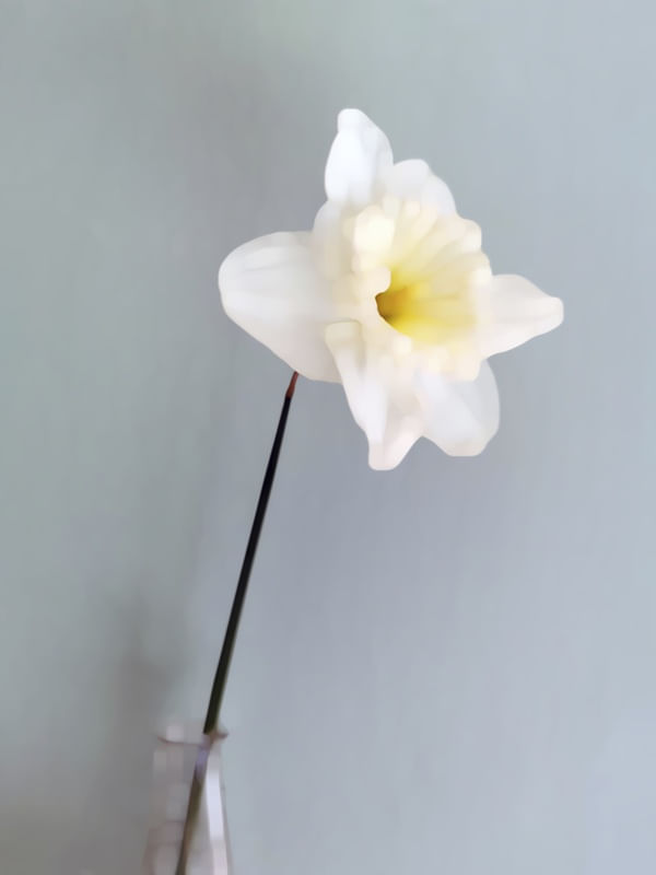 WHITE DAFFODIL
