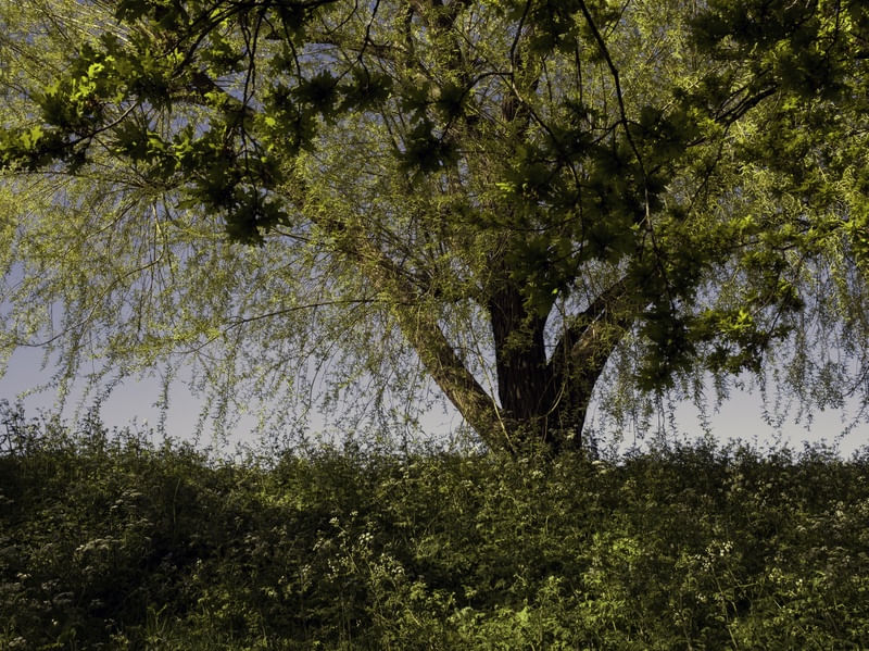 JARDIM DE LONDRES I