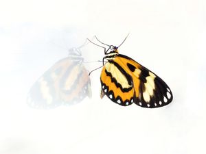 TRANSFORMACAO EM REFLEXO