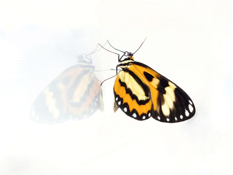 TRANSFORMACAO EM REFLEXO