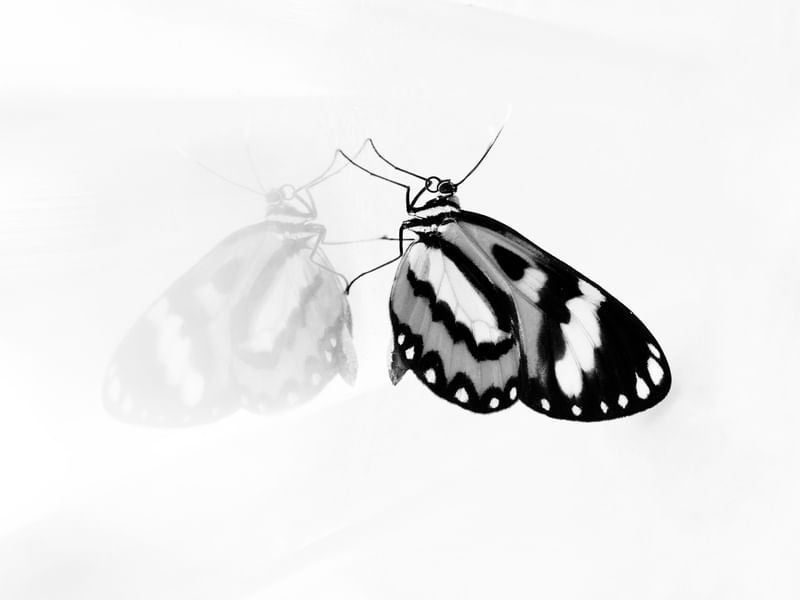 TRANSFORMACAO EM REFLEXO - PRETO E BRANCO