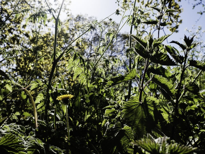 ENTRE PLANTAS #3