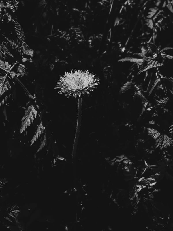ENTRE PLANTAS #4