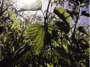 ENTRE PLANTAS #5