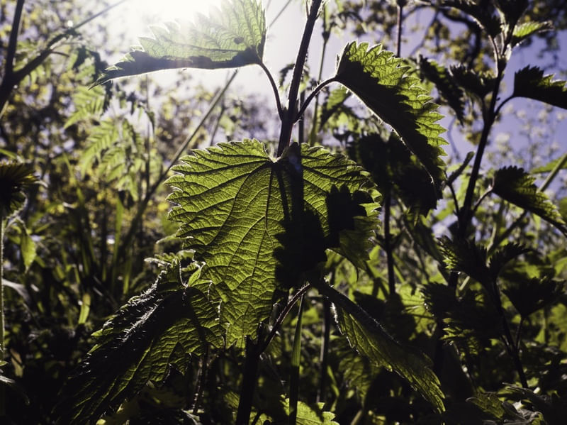 ENTRE PLANTAS #5