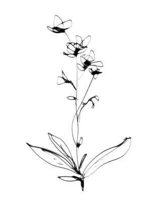 ORQUIDEAS EM RABISCOS