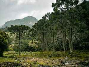 FLORESTA DE ARACÁRIAS