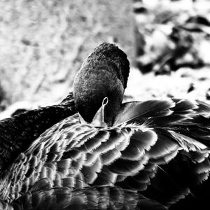 CISNE 42 UA