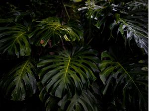 FOLHAGEM ATLÂNTICA