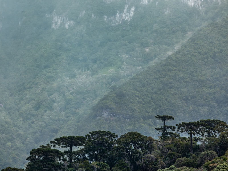 ARAUCÁRIA L