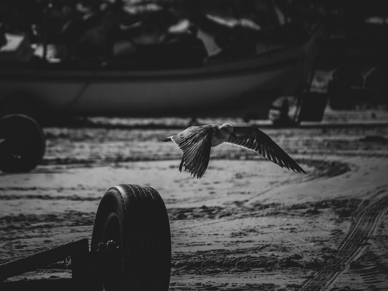 GAIVOTA III / MATINHOS - PR