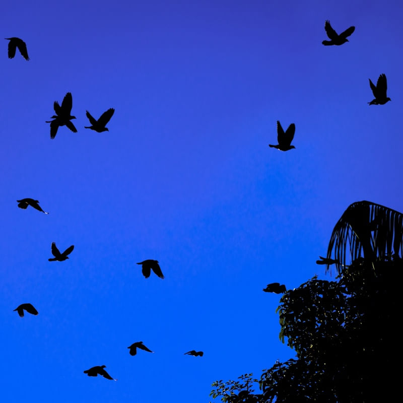 REVOADA EM SOMBRAS