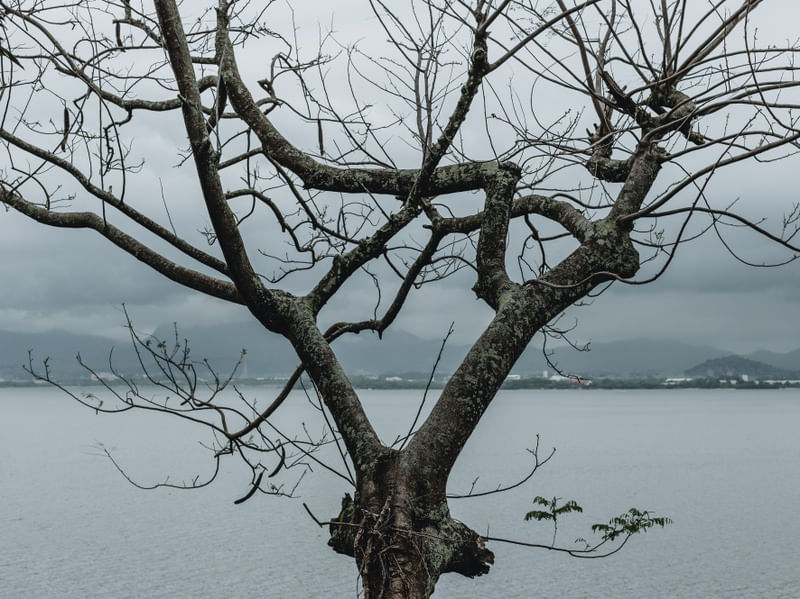 GALHOS DE INVERNO