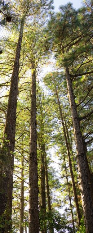 A DIFFERENT FOREST
