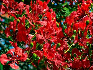 FLAMBOYANT 03 UA