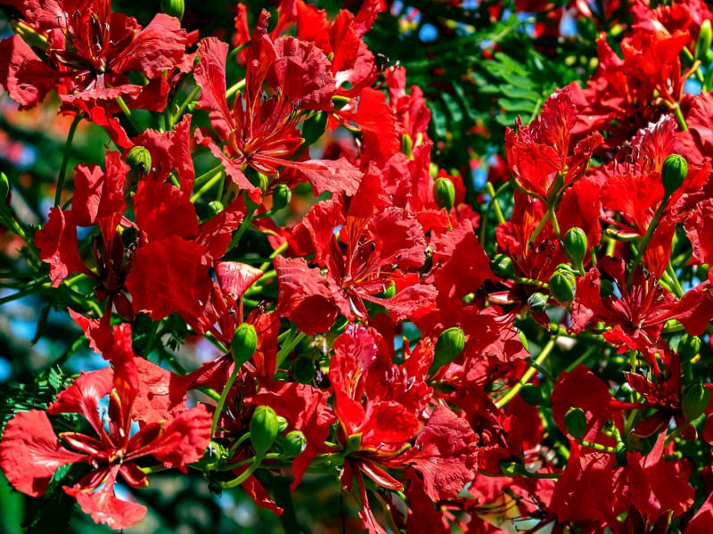 FLAMBOYANT 03 UA