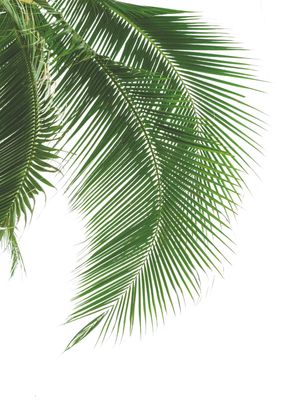 PALM GREEN