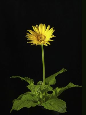 GIRAFA AMARELA