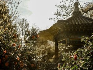 CHINESE DREAM
