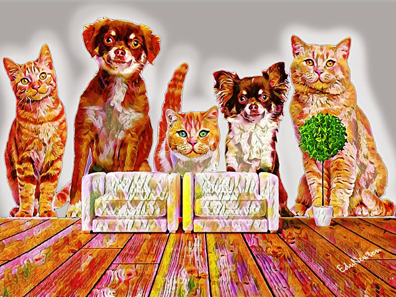 GATINHOS E CACHORRINHO ALEGRES NA SALA