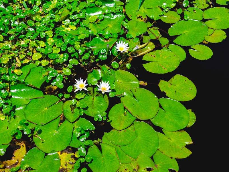 PLANTAS E FLORES