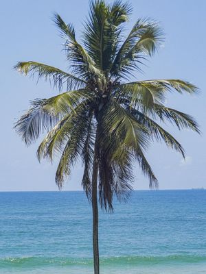 COQUEIRO 001