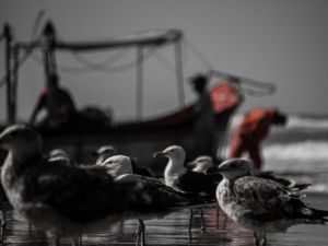 GAIVOTA V / MATINHOS - PR
