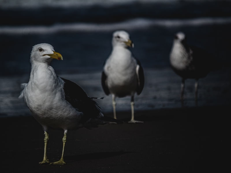GAIVOTAS MATINHOS - PR