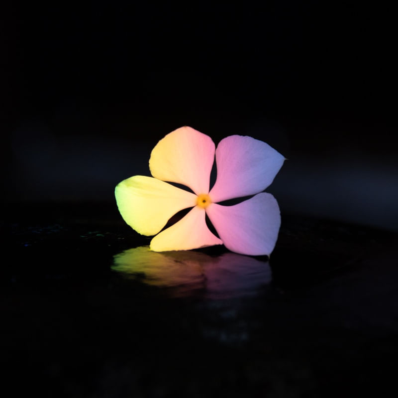 A FLOR E O ARCO-ÍRIS 2