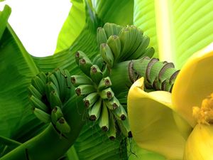 FRUTAS NATURAIS 20 UA