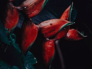 FLOR RED