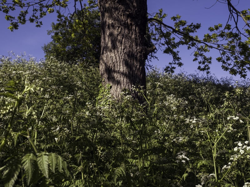 JARDIM DE LONDRES II