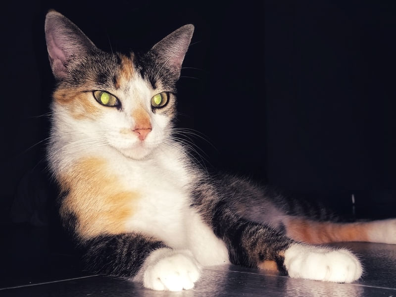 O OLHAR DE UM GATO