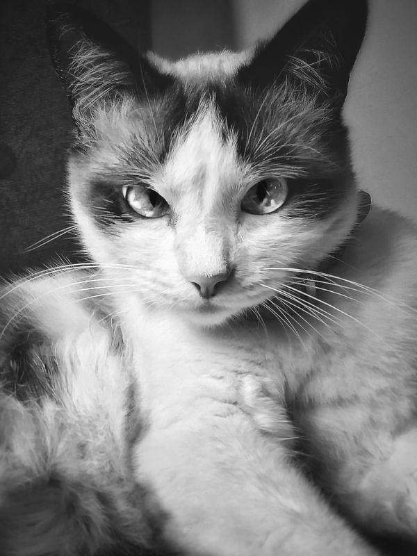 ATENÇÃO EM CADA OLHAR DE UM GATO 2
