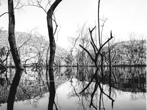 LAGO DE ÁRVORES SECAS