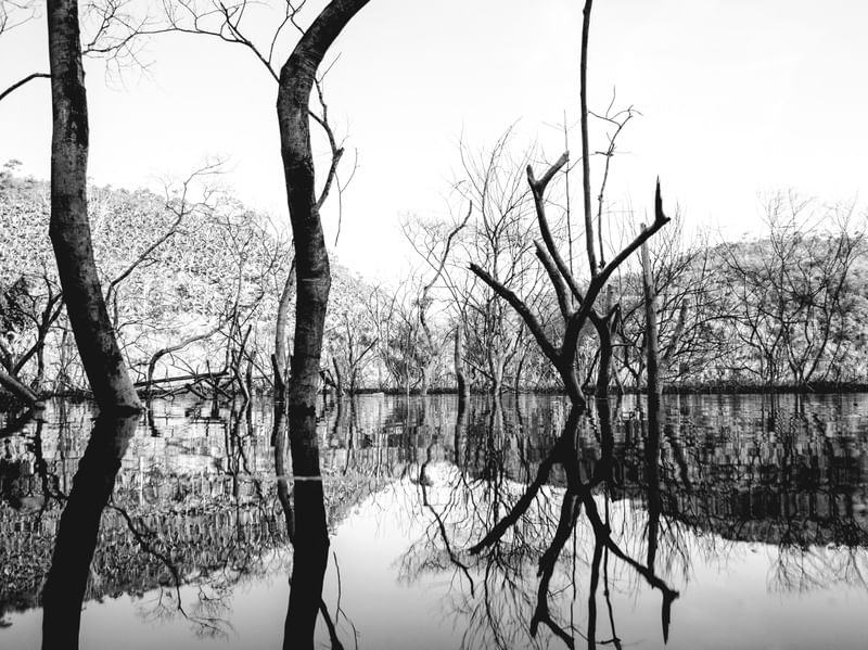 LAGO DE ÁRVORES SECAS