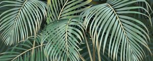 PALMEIRA FENIX