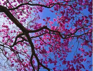 IPÊ ROSA IMG_9489