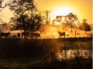 CAMPO COM GADO EM FAZENDA AO AMANHECER