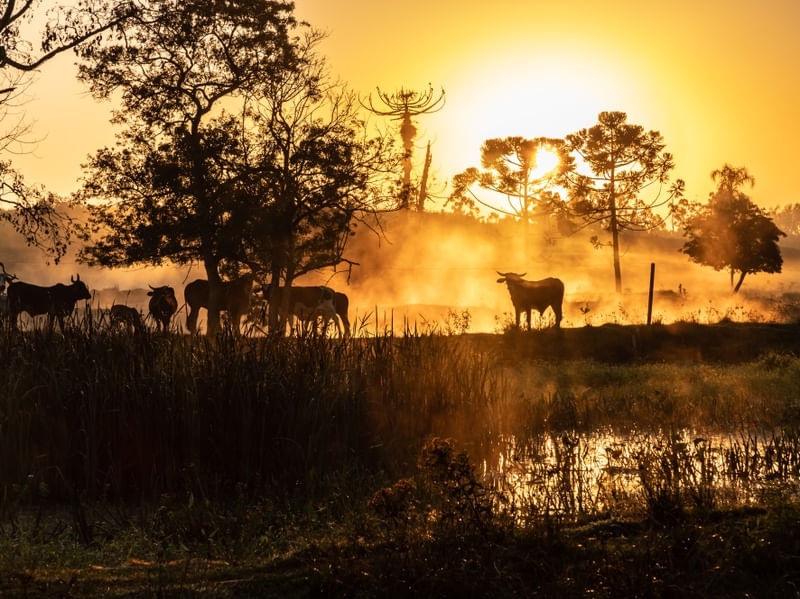 CAMPO COM GADO EM FAZENDA AO AMANHECER